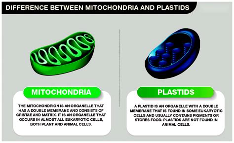 how are plastids similar to mitochondria